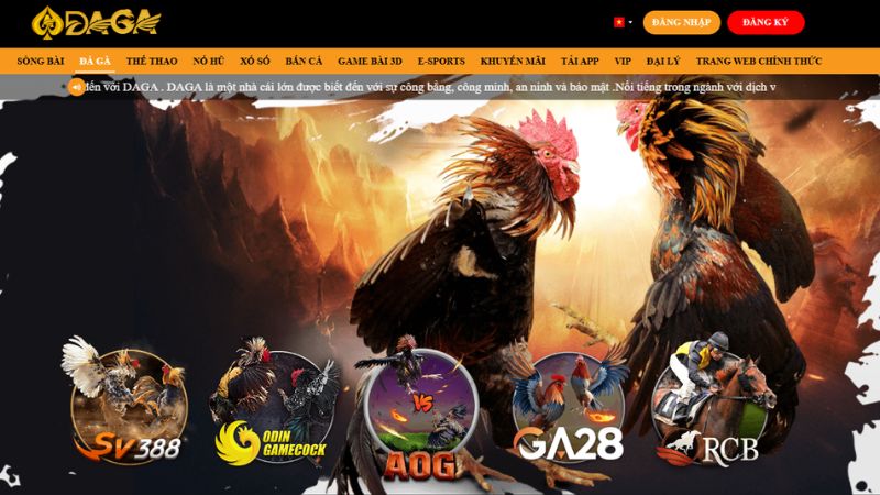 Đá gà online Daga – Sân chơi đỉnh cao dành cho anh em