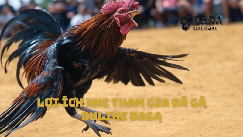 Lợi ích khi tham gia Đá gà online Daga