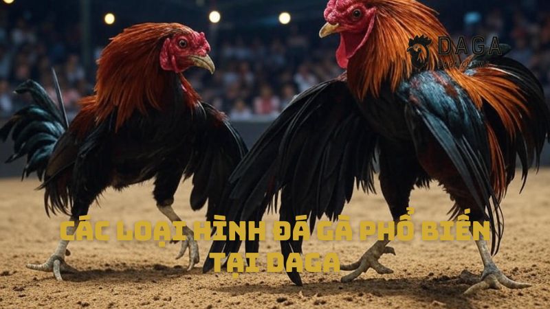 Các loại hình đá gà phổ biến tại Daga