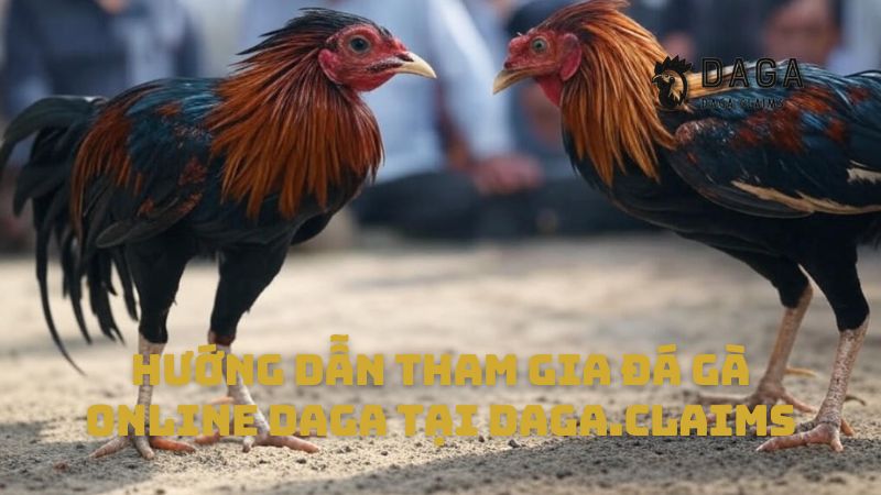 Hướng dẫn tham gia Đá gà online Daga tại supremechembur.in.net