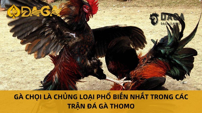 Đá Gà Thomo là gì? Nguồn gốc và sức hút đặc biệt