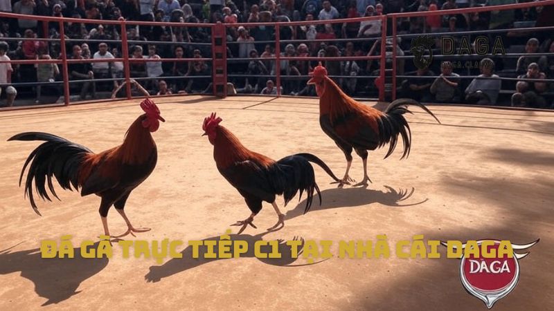 Đá Gà trực tiếp C1 tại nhà cái Daga – Trải nghiệm đỉnh cao cho anh em