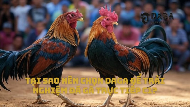 Tại sao nên chọn Daga để trải nghiệm Đá Gà trực tiếp C1?