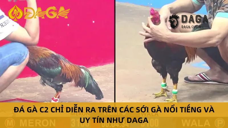Đá Gà C2 Trực Tiếp là gì mà khiến anh em mê mẩn?